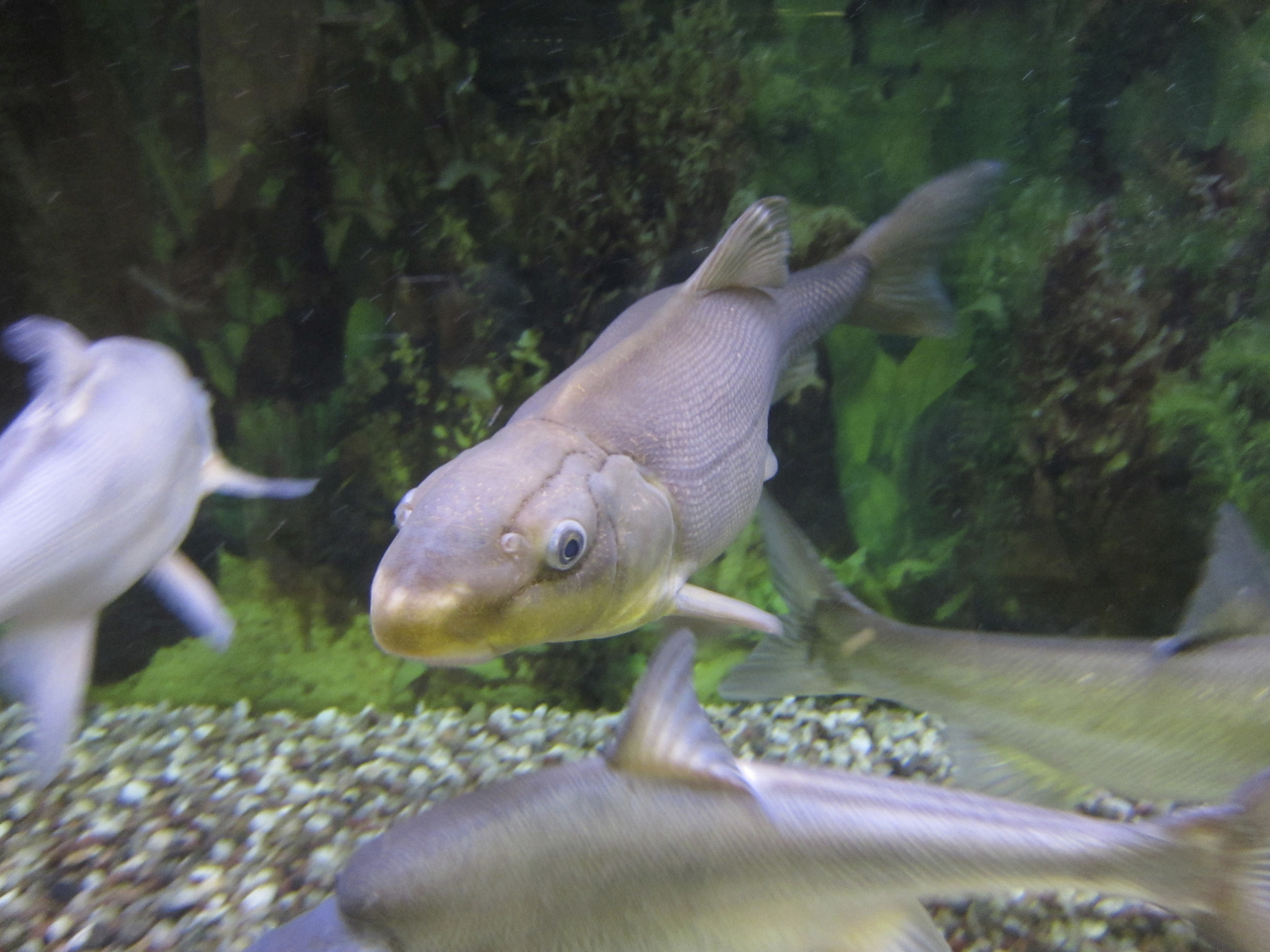 In this Tuesday, Oct. 2, 2018, file photo, a Colorado River razorback sucker fish is shown swimming in a tank at the U.S. Fish and Wildlife Service office in Lakewood, Colo. (AP Photo/Dan Elliott, File)