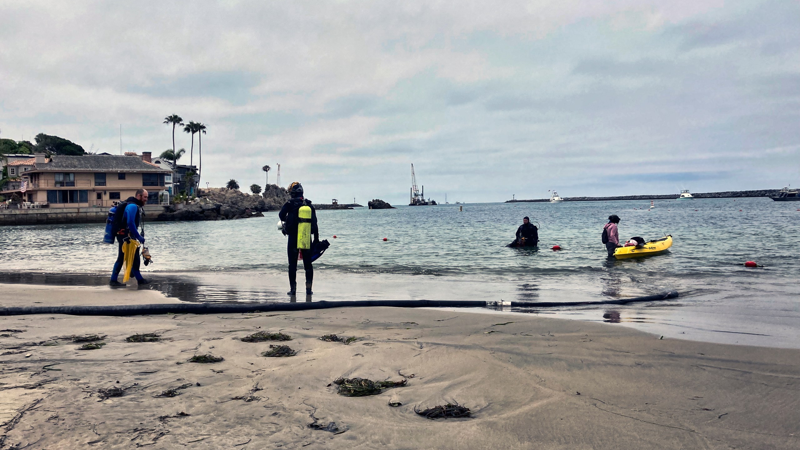 Divers who are part of the team enter the harbor to help suction and filter out algae in Newport Beach, Calif., Wednesday, July 7, 2021. It's the first time scientists said they've seen a species of bright green algae growing in the waters off the coast of California, and they're hoping it's the last. (AP Photo/Amy Taxin)