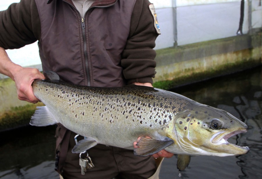 In this April 2, 2012 file photo, a 4-year-old Atlantic salmon is held at the National Fish Hatchery in Nashua, N.H. (AP Photo/Jim Cole, File)