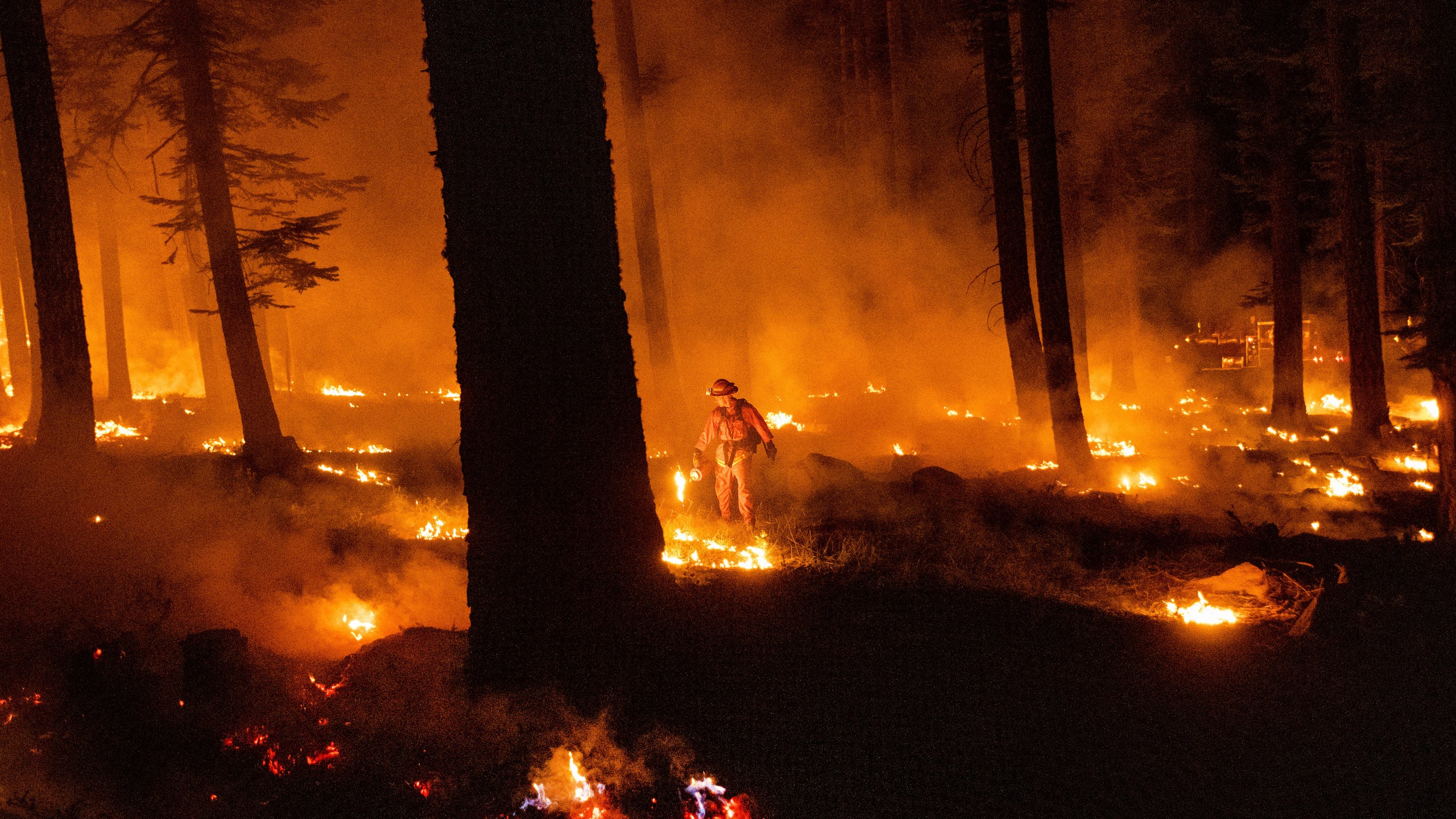 A firefighter uses a drip torch to ignite vegetation while trying to stop the Dixie Fire from spreading in Lassen National Forest, Calif., on Monday, July 26, 2021. (AP Photo/Noah Berger)