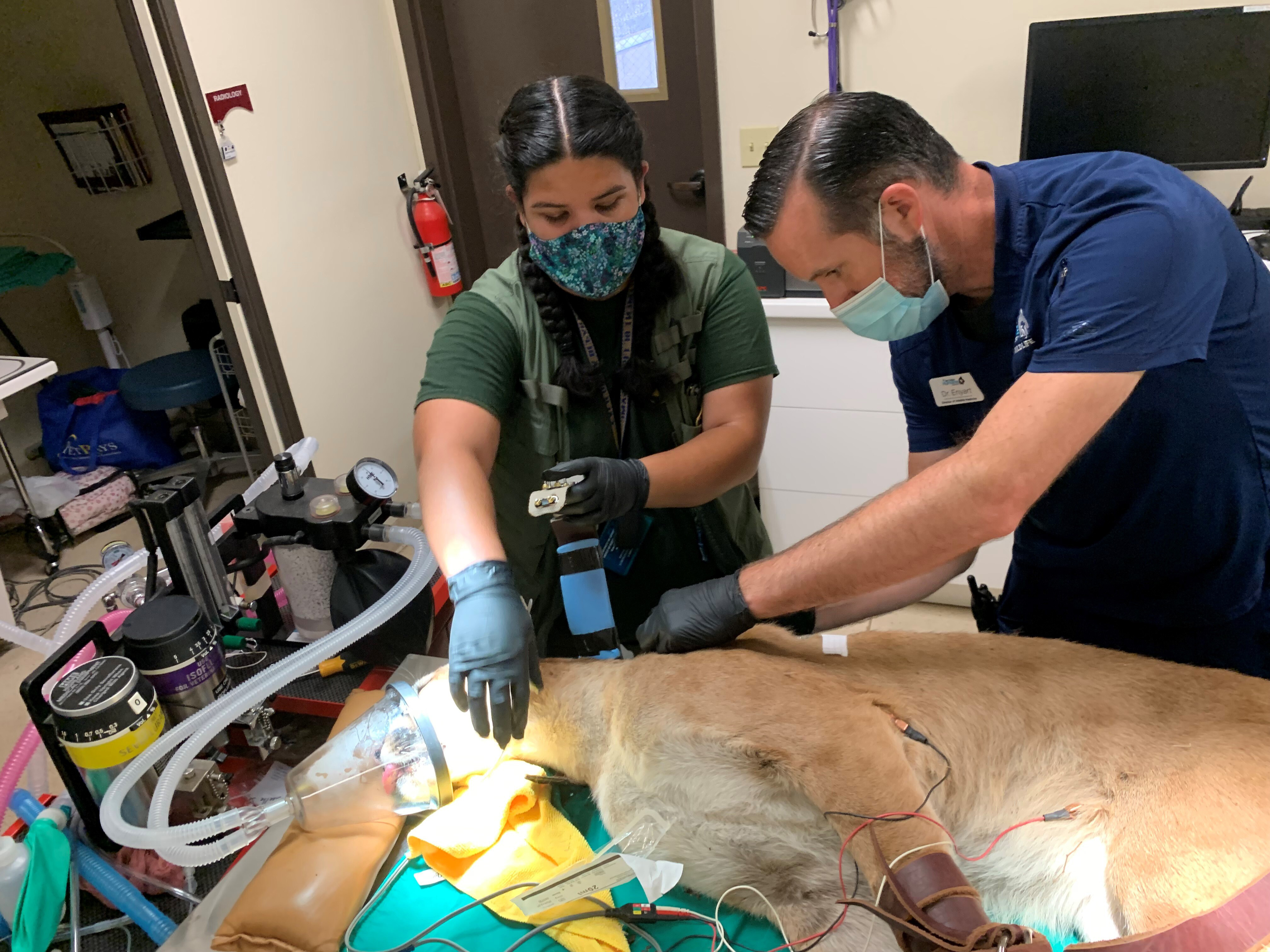 In this photo provided by the San Diego Humane Society, San Diego Humane Society director of wildlife medicine, Jon Enyart, DVM, right, and Amelia Viera, with California Department of Fish and Wildlife, attach a tracking collar to a mountain lion at the Humane Society's Ramona Wildlife Center prior to it's release on Thursday, July 29, 2021, in the Santa Ana mountains. The 1-year-old male cub was captured July 13 after being spotted several times in a neighborhood in Mission Viejo. California Department of Fish and Wildlife wardens took the mountain lion to the San Diego Humane Society's Ramona Wildlife Center, where it was evaluated and treated for parasites before being returned to its home territory. (San Diego Humane Society via AP)