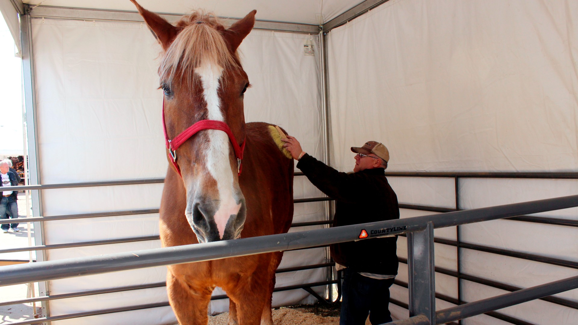 Jerry Gilbert brushes Big Jake at the Midwest Horse Fair in Madison, Wisc., in this Friday, April 11, 2014. (AP Photo/Carrie Antlfinger, File)