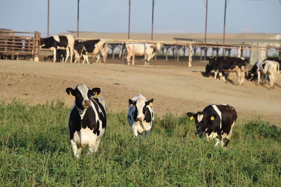 Cows graze at a dairy farm on August 24, 2016, in Porterville in California's Central Valley. (Robyn Beck/AFP via Getty Images)