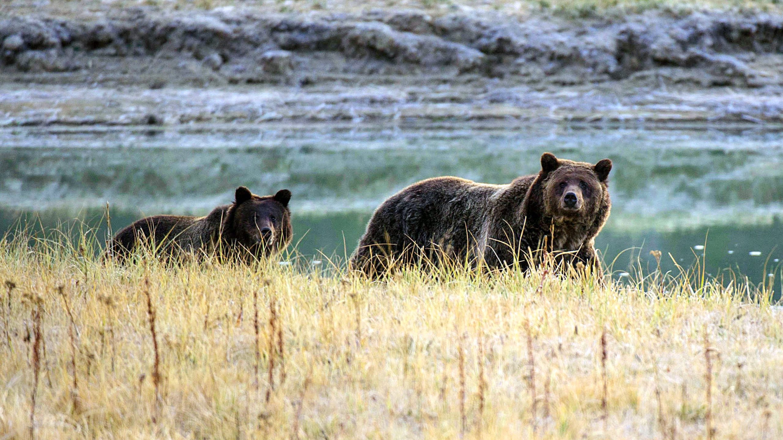 Tourists at Yellowstone are instructed to remain 100 yards from bears at all times, and to “never approach a bear to take a photo.” (Karen Bleier/AFP via Getty Images)