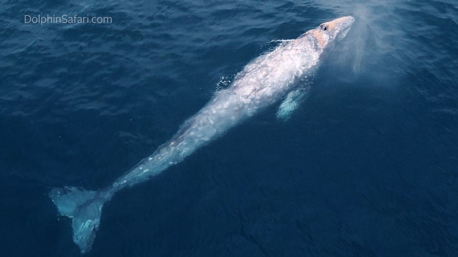 A rare gray whale was spotted of the coast of Dana Point and seen in a photo released by Dolphin Safari on July 12, 2021.