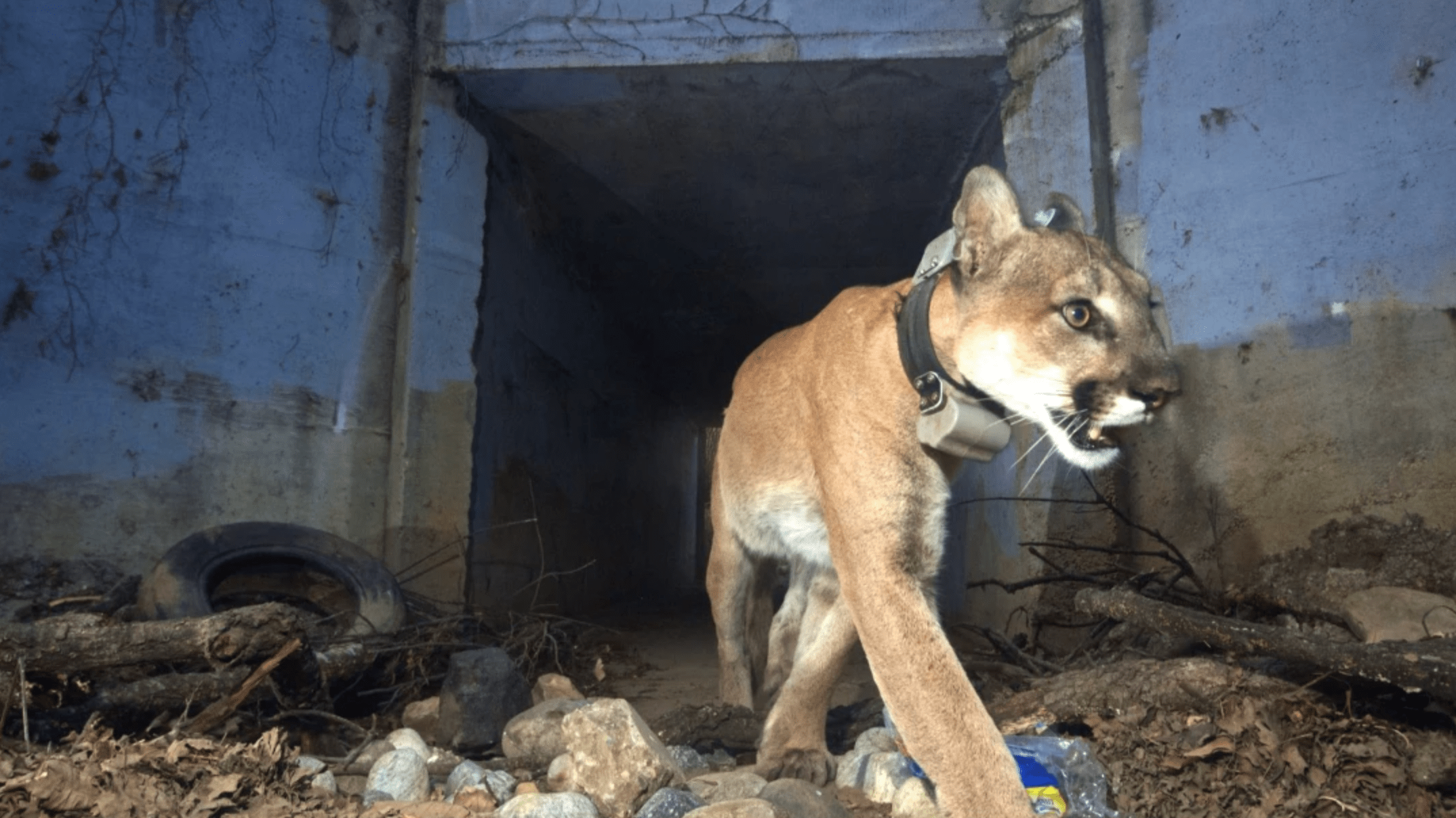 May 2018 photo of mountain lion P-64 using a tunnel to cross under a freeway in the Santa Monica Mountains. The lion died in the Woolsey fire.(National Park Service)