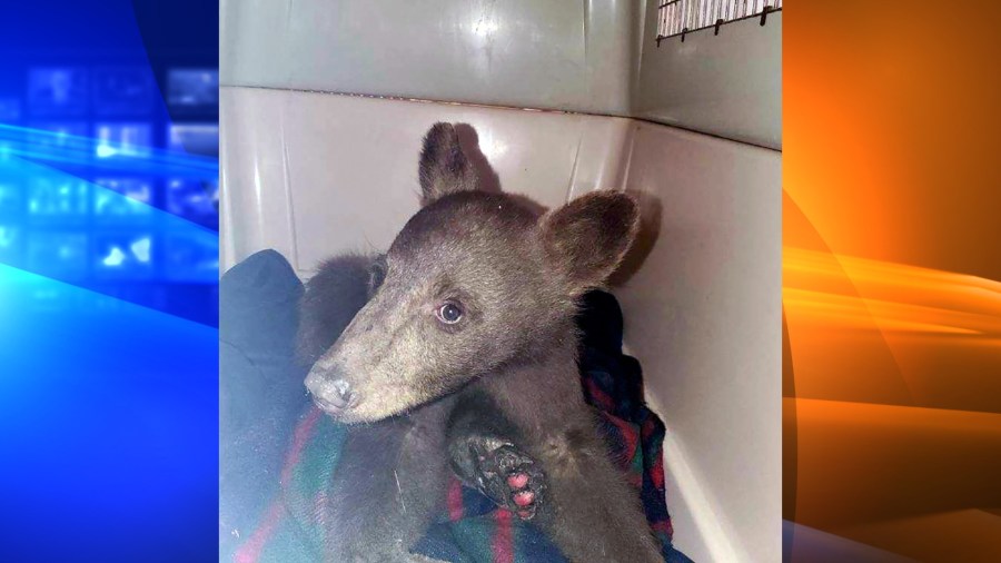 In this July 25, 2021, photo provided by Lake Tahoe Wildlife Care is a bear cub that was taken in for treatment after it suffered burns in a California wildfire, to Lake Tahoe Wildlife Care in South Lake Tahoe, Calif. The staff at the care center has named him "Tamarack" after the fire that burned through the Sierra south of Tahoe and into Nevada. They say he was underweight and dehydrated, but otherwise doing well. (Lake Tahoe Wildlife Care via AP)