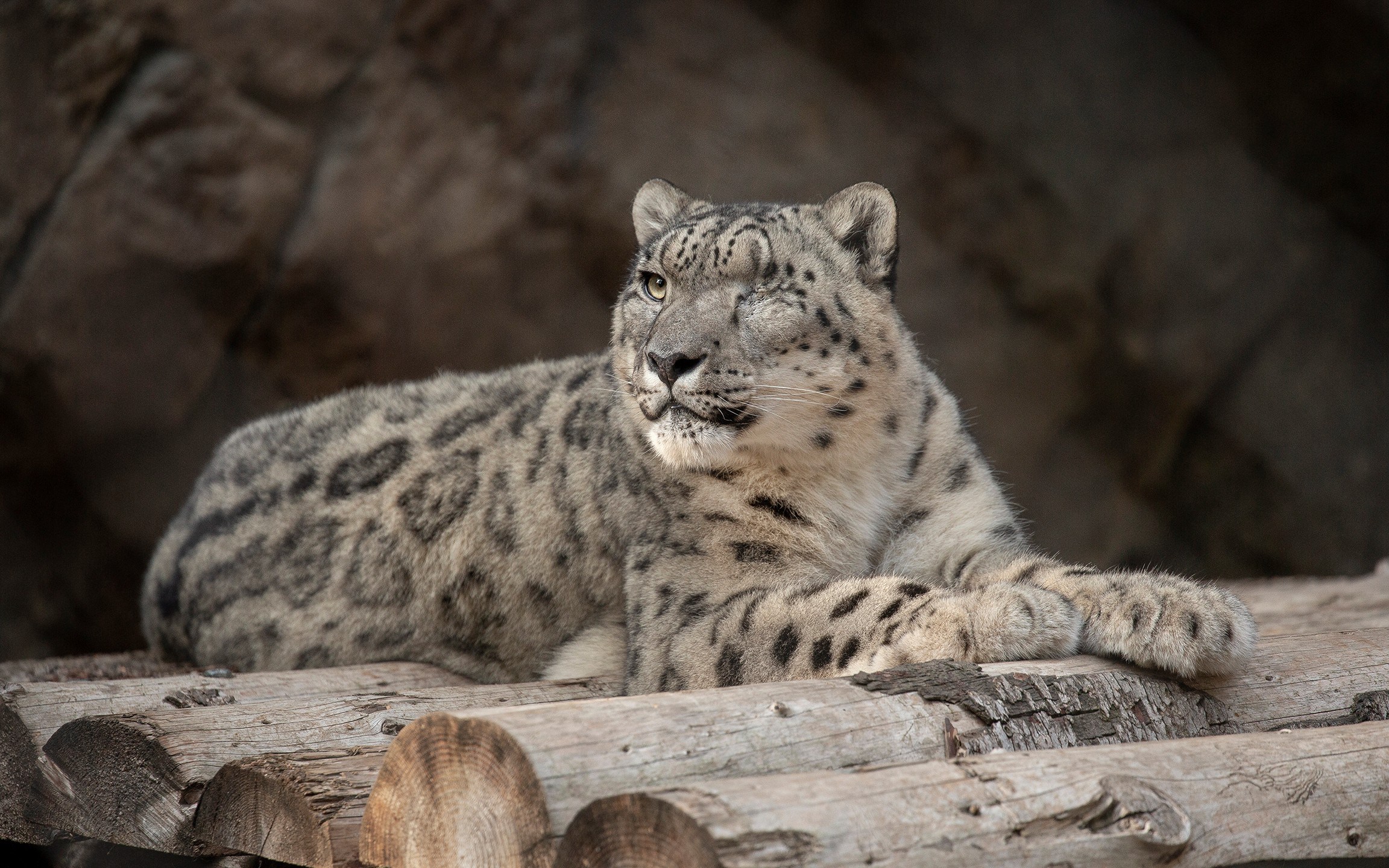 The male snow leopard who is suspected of having the coronavirus is seen in a photo released by the San Diego Zoo.