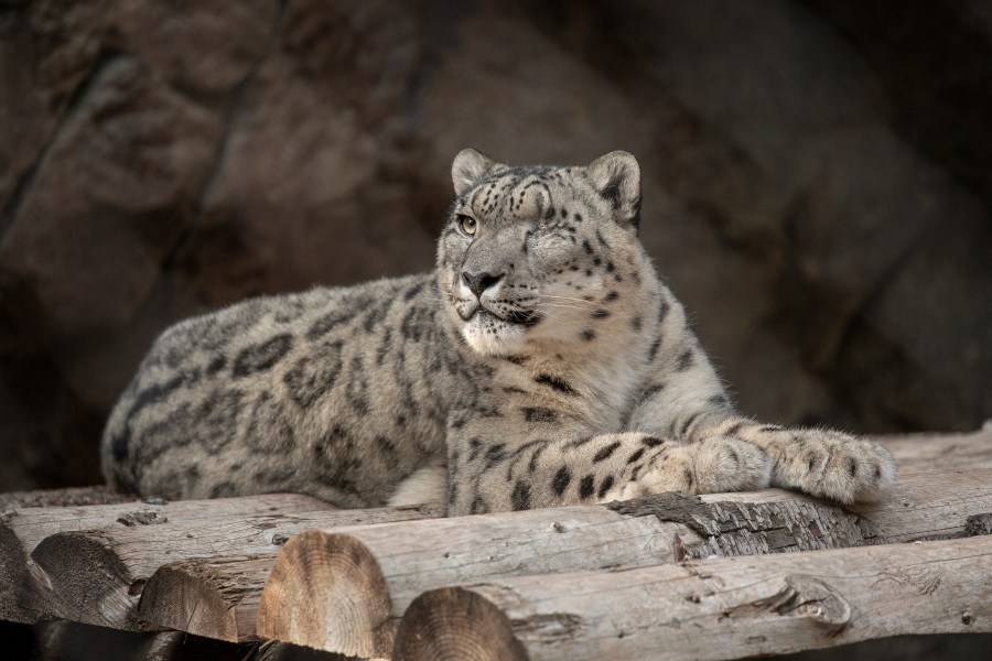 The male snow leopard who is suspected of having the coronavirus is seen in a photo released by the San Diego Zoo.