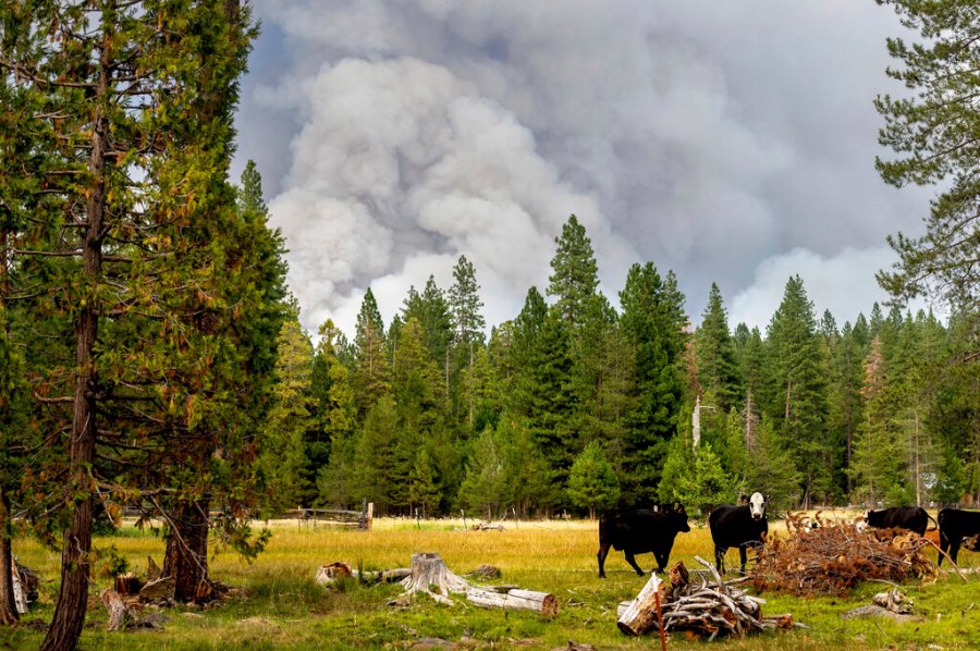 Cows graze as smoke rises from the Dixie Fire burning in Lassen National Forest, Calif., near Jonesville on Monday, July 26, 2021. (AP Photo/Noah Berger)