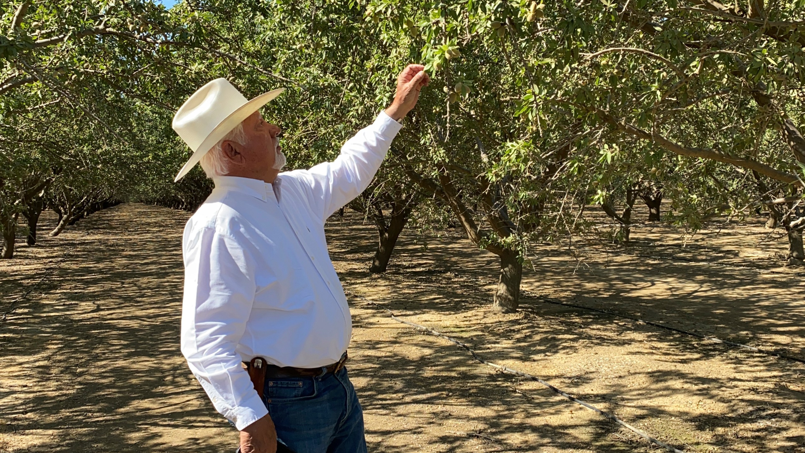 Farmer Joe Del Bosque inspects almonds in his orchard in Firebaugh, Calif., on July 9, 2021. He is considering tearing one of his almond orchards later this year if the water situation doesn't improve. California's deepening drought threatens its $6 billion almond industry, which produces about 80 percent of the world's almonds. As water becomes scarce and expensive, some growers have stopped irrigating their orchards and plan to tear them out years earlier than planned. (AP Photo/Terry Chea)