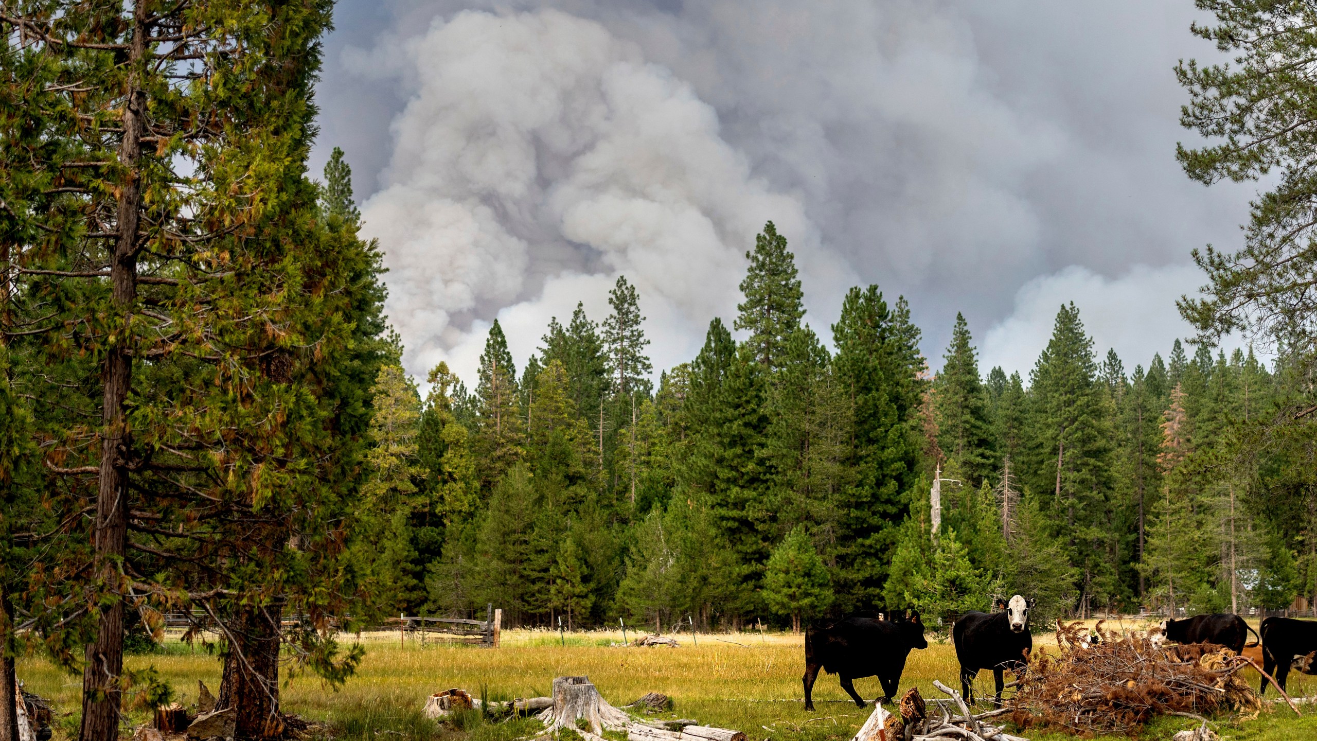 In this Monday, July 26, 2021, file photo, cows graze as smoke rises from the Dixie Fire burning in Lassen National Forest, near Jonesville, Calif. A historic drought and recent heat waves tied to climate change have made wildfires harder to fight in the American West. (AP Photo/Noah Berger, File)