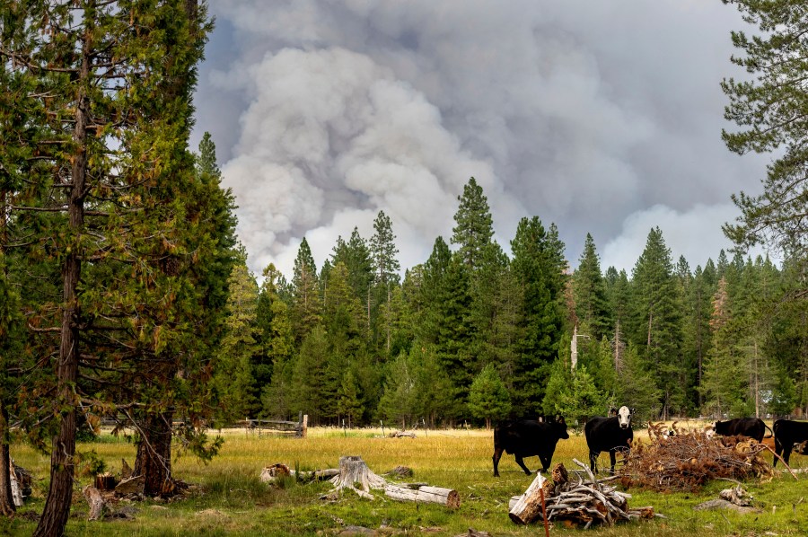 In this Monday, July 26, 2021, file photo, cows graze as smoke rises from the Dixie Fire burning in Lassen National Forest, near Jonesville, Calif. A historic drought and recent heat waves tied to climate change have made wildfires harder to fight in the American West. (AP Photo/Noah Berger, File)