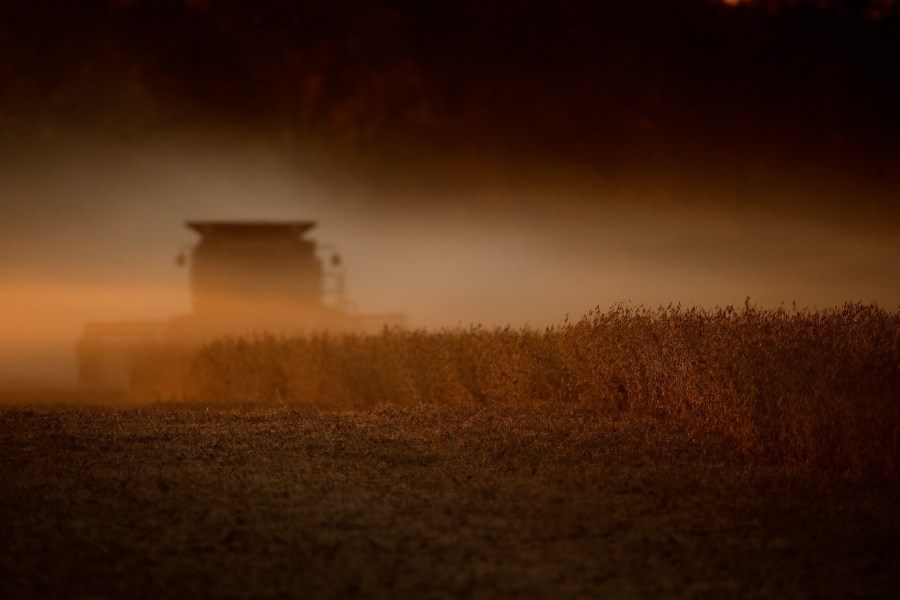 In this Oct. 19, 2019, file photo soybeans are harvested near Wamego, Kan. The Biden administration said on Aug. 18, 2021, that it was banning use of chlorpyrifos, a widely used pesticide long targeted by environmentalists because it poses risks to children and farm workers. (AP Photo/Charlie Riedel, File)