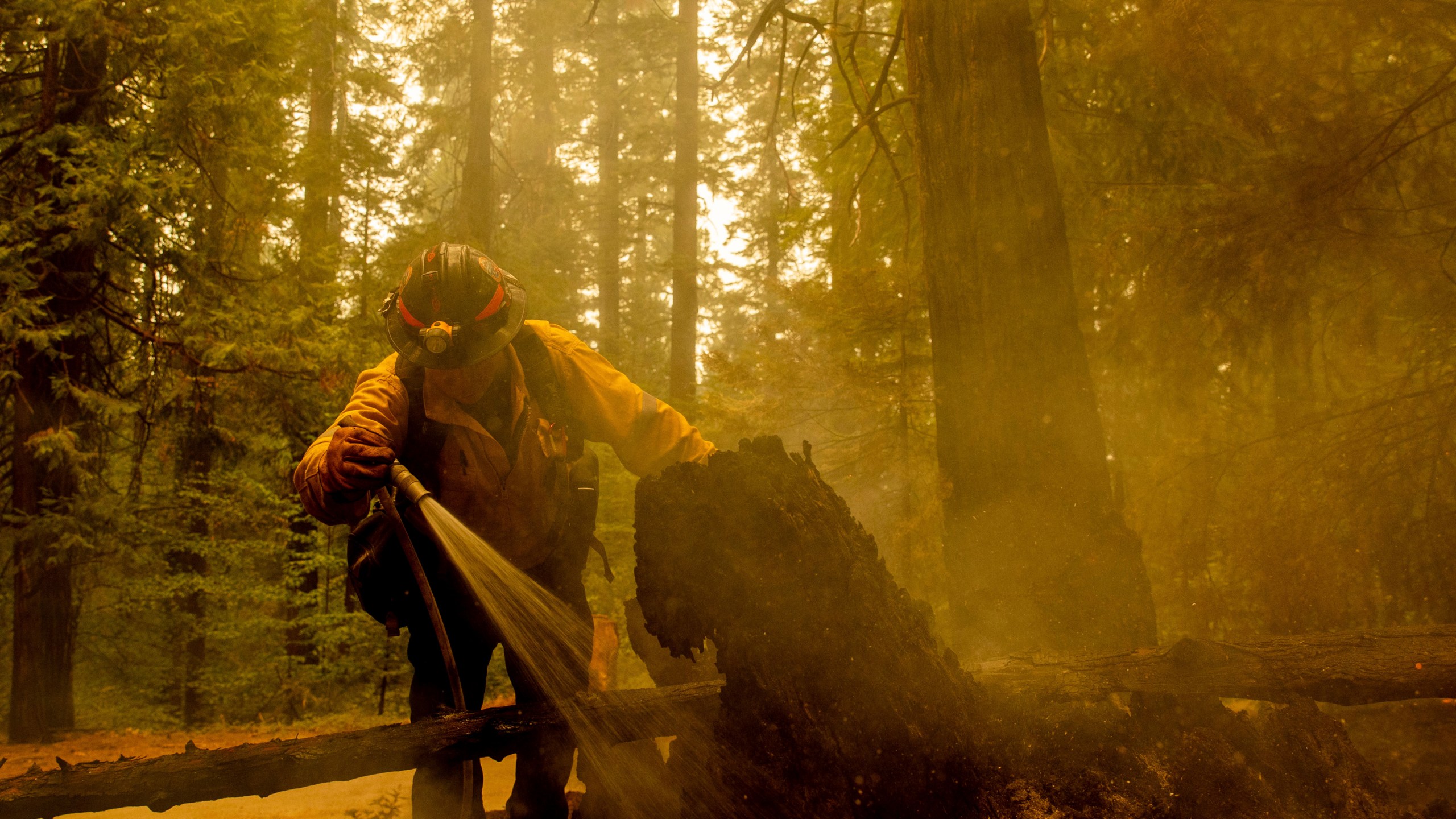 Central Calaveras firefighter Ryan Carpenter extinguishes flames from the Caldor Fire on Hazel Valley Road east of Riverton, Calif., on Thursday, Aug. 19, 2021. (AP Photo/Ethan Swope)