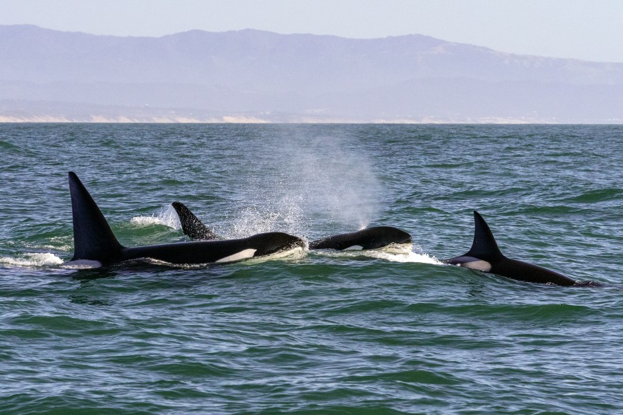 Orcas are seen in Monterey Bay in this undated file photo. (Getty Images)