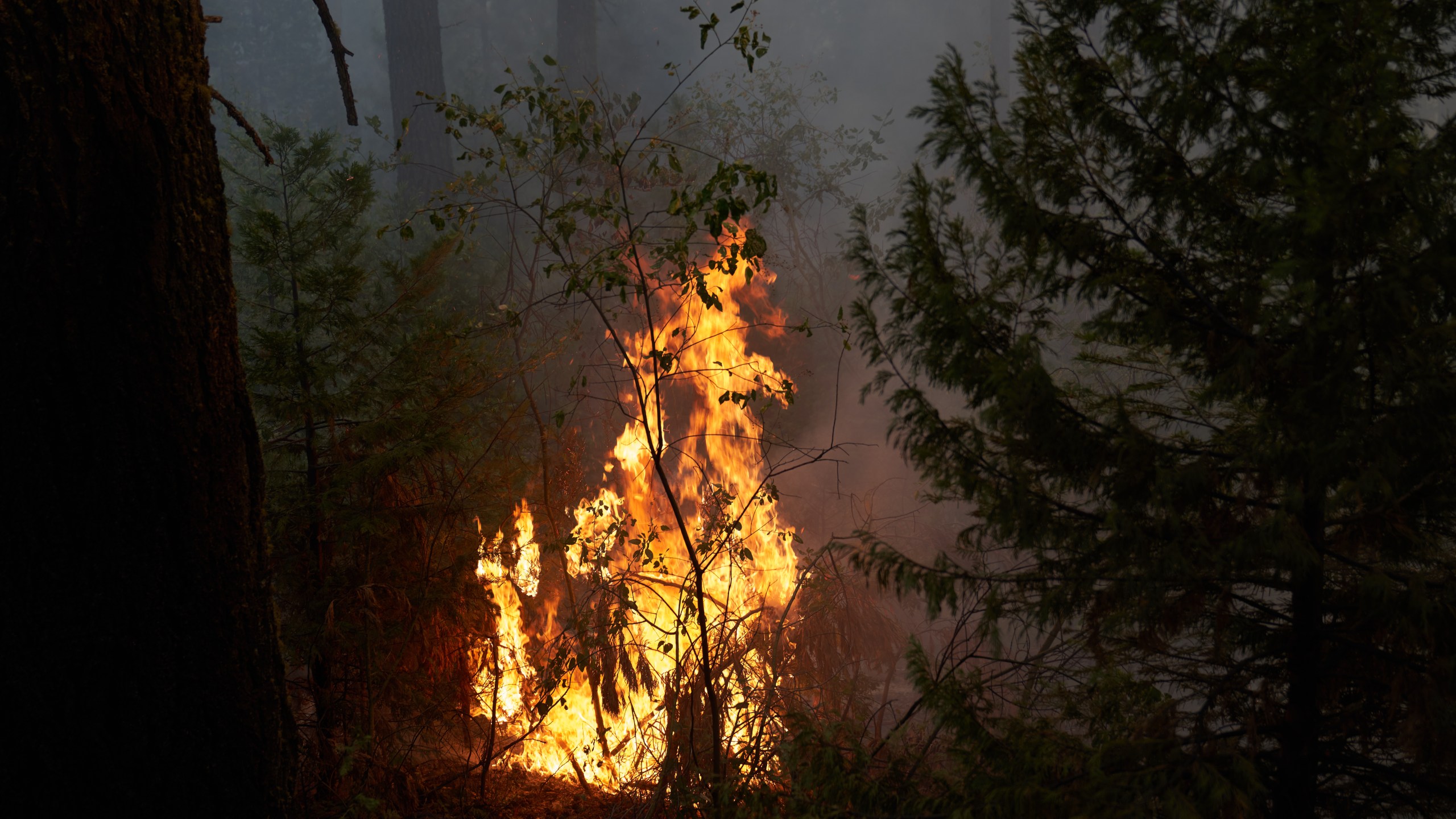 A spot fire burns from the Caldor Fire along the Mormon Emigrant Trail on Aug. 19, 2021 in Pollock Pines, California. (Allison Dinner/Getty Images)