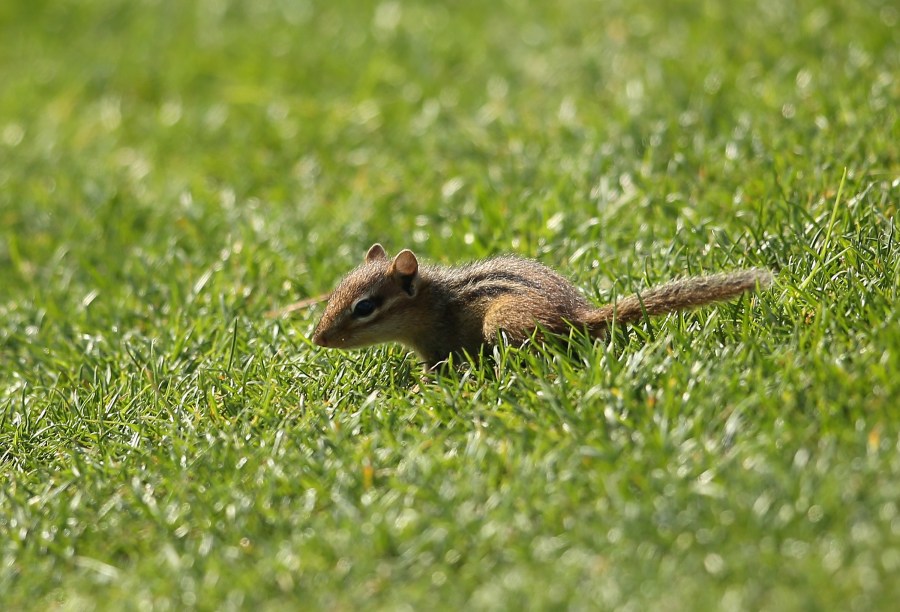 A chipmunk crosses is seen in Charlotte, North Carolina. (Richard Heathcote/Getty Images)