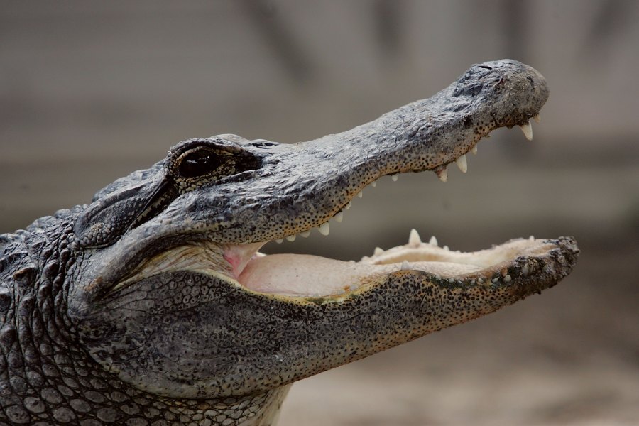 An alligator is seen at the Gator Park in the Florida Everglades in Miami-Dade County in a file photo from May 17, 2006. (Joe Raedle / Getty Images)