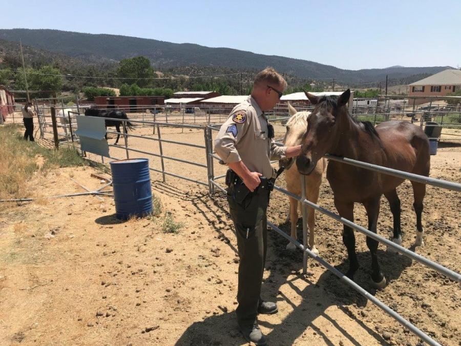 Authorities found well over 200 animals at a Frazier Park property on Aug. 12, 2021, and rescued 50 of them for being kept in inhumane conditions. (Ventura County Sheriff's Office)