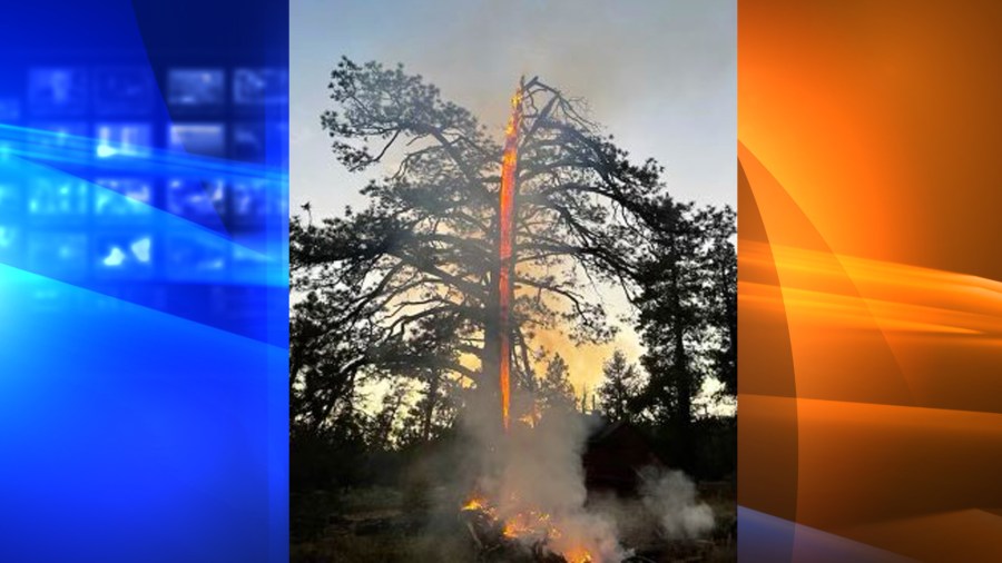 A lightning strike sparked a tree fire in Big Bear on July 31, 2021. (San Bernardino National Forest)