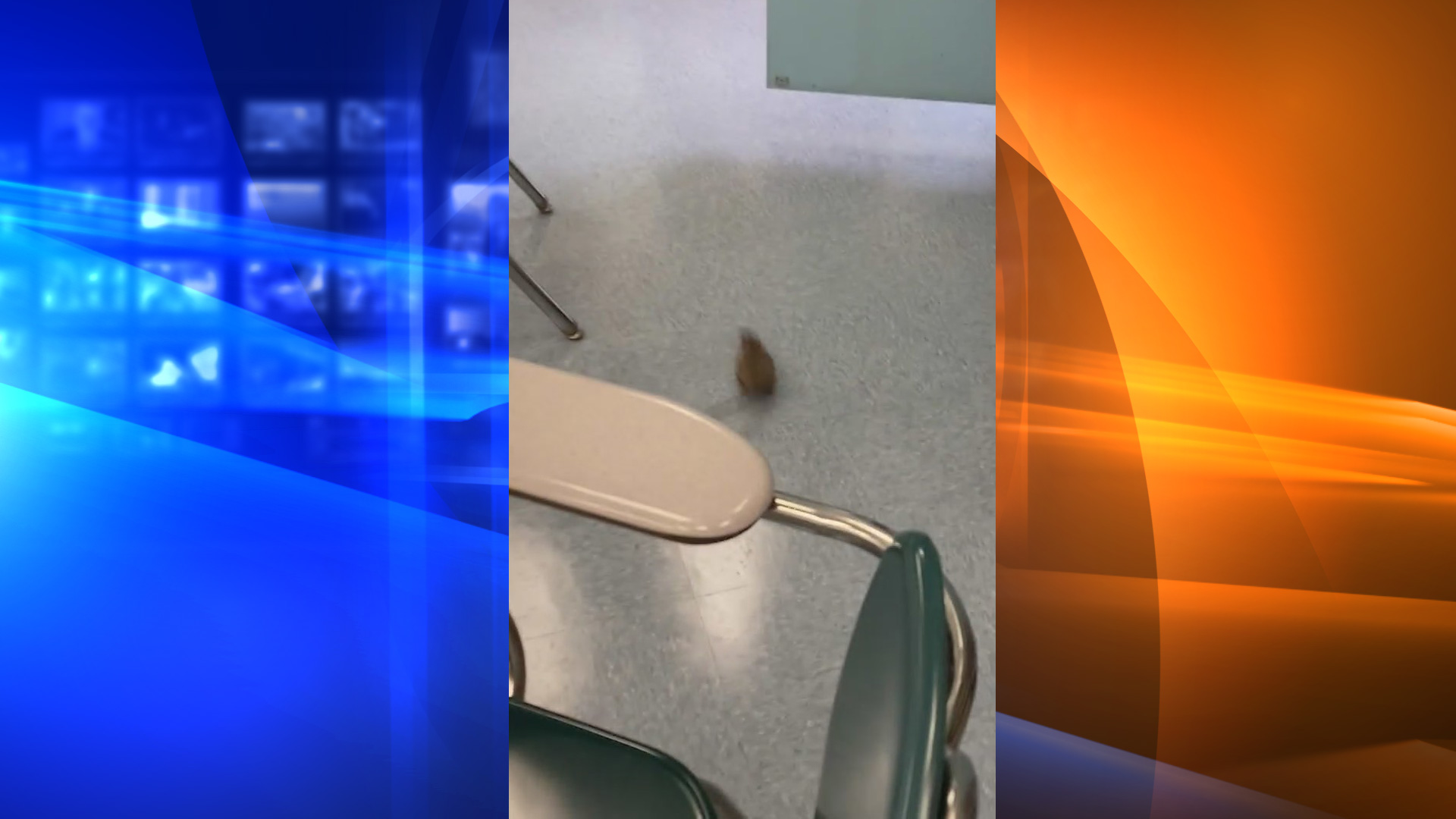 A rat is seen in a classroom at Schurr High School in Montebello. (Al Cuevas)