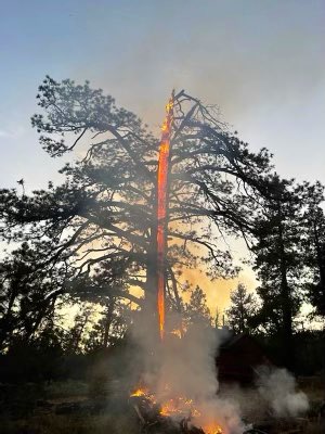 A lightning strike sparked a tree fire in Big Bear on July 31, 2021. (San Bernardino National Forest)