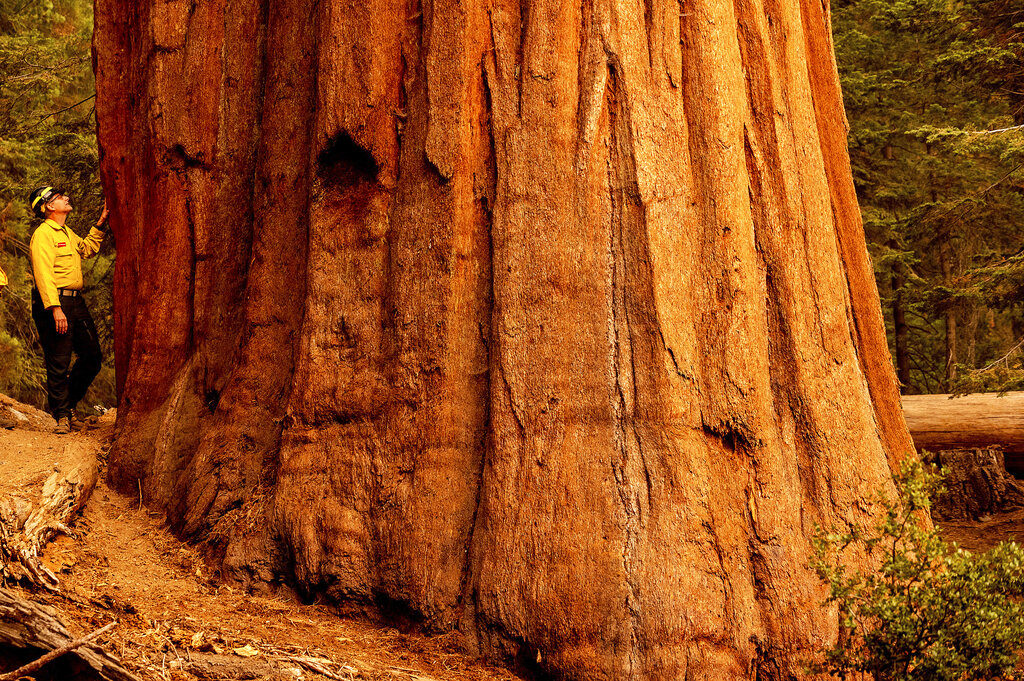 Mark Garrett, a fire information officer, examines a sequoia tree during a media tour of Lost Grove as the KNP Complex Fire burns about 15 miles away on Friday, Sept. 17, 2021, in Sequoia National Park, Calif. (AP Photo/Noah Berger)