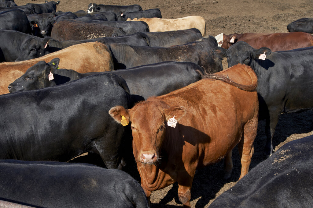 In this June 10, 2020 file photo, cattle is seen at a feedlot in Columbus, Nebraska. (AP Photo/Nati Harnik File)