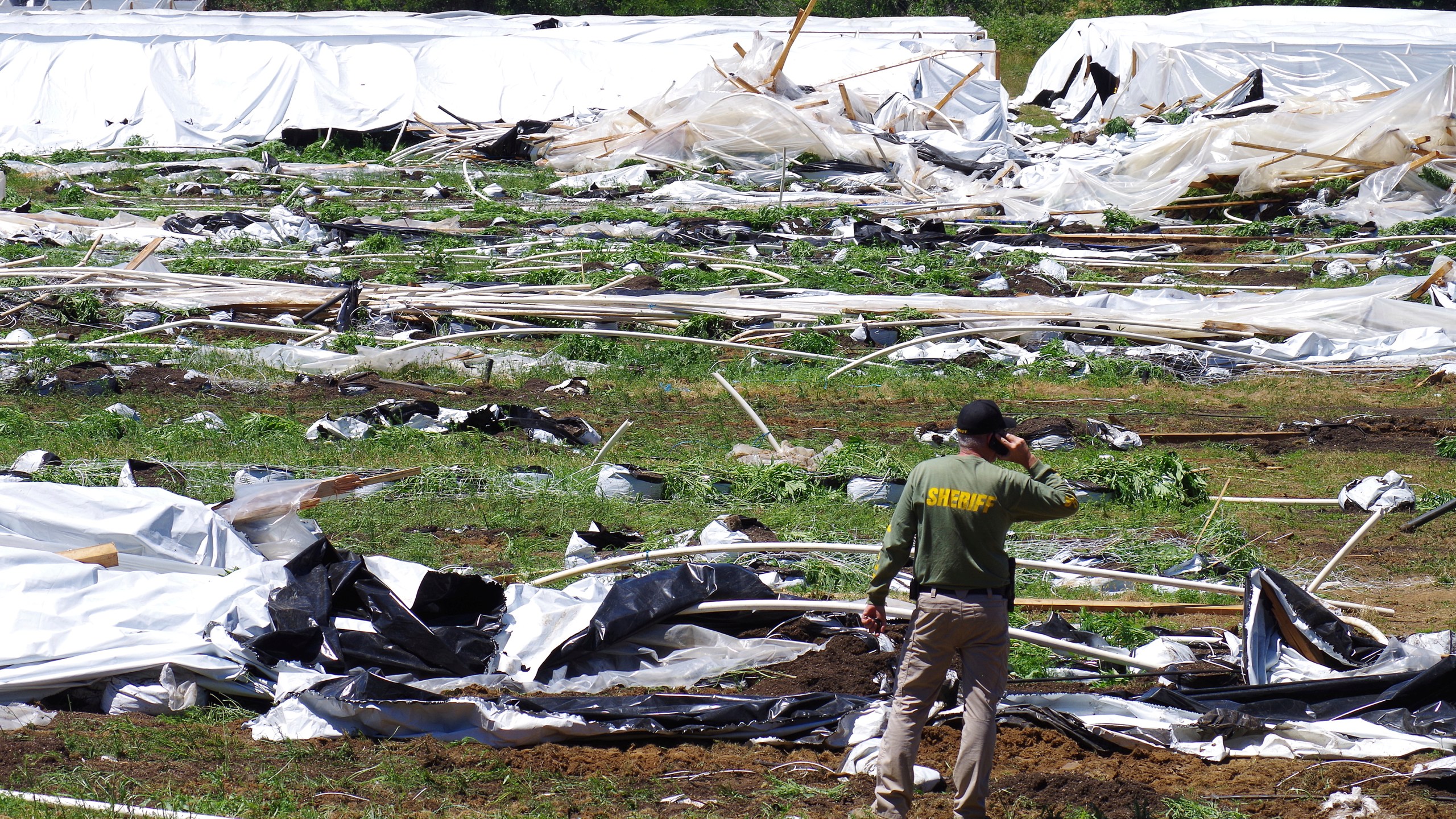 Josephine County Sheriff Dave Daniel stands amid the debris of plastic hoop houses destroyed by law enforcement, used to grow cannabis illegally, near Selma, Ore., on June 16, 2021. (Shaun Hall/Grants Pass Daily Courier via Associated Press)