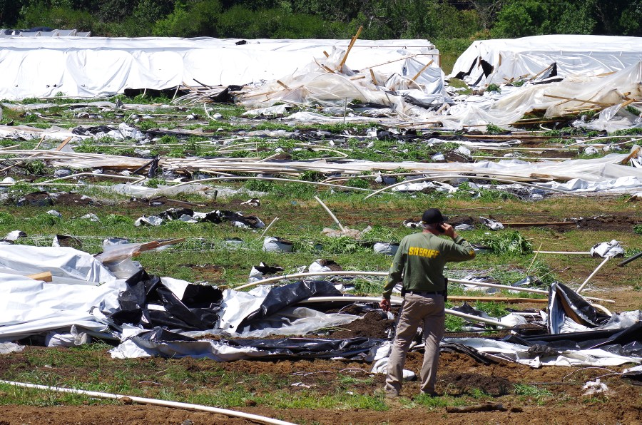 Josephine County Sheriff Dave Daniel stands amid the debris of plastic hoop houses destroyed by law enforcement, used to grow cannabis illegally, near Selma, Ore., on June 16, 2021. (Shaun Hall/Grants Pass Daily Courier via Associated Press)