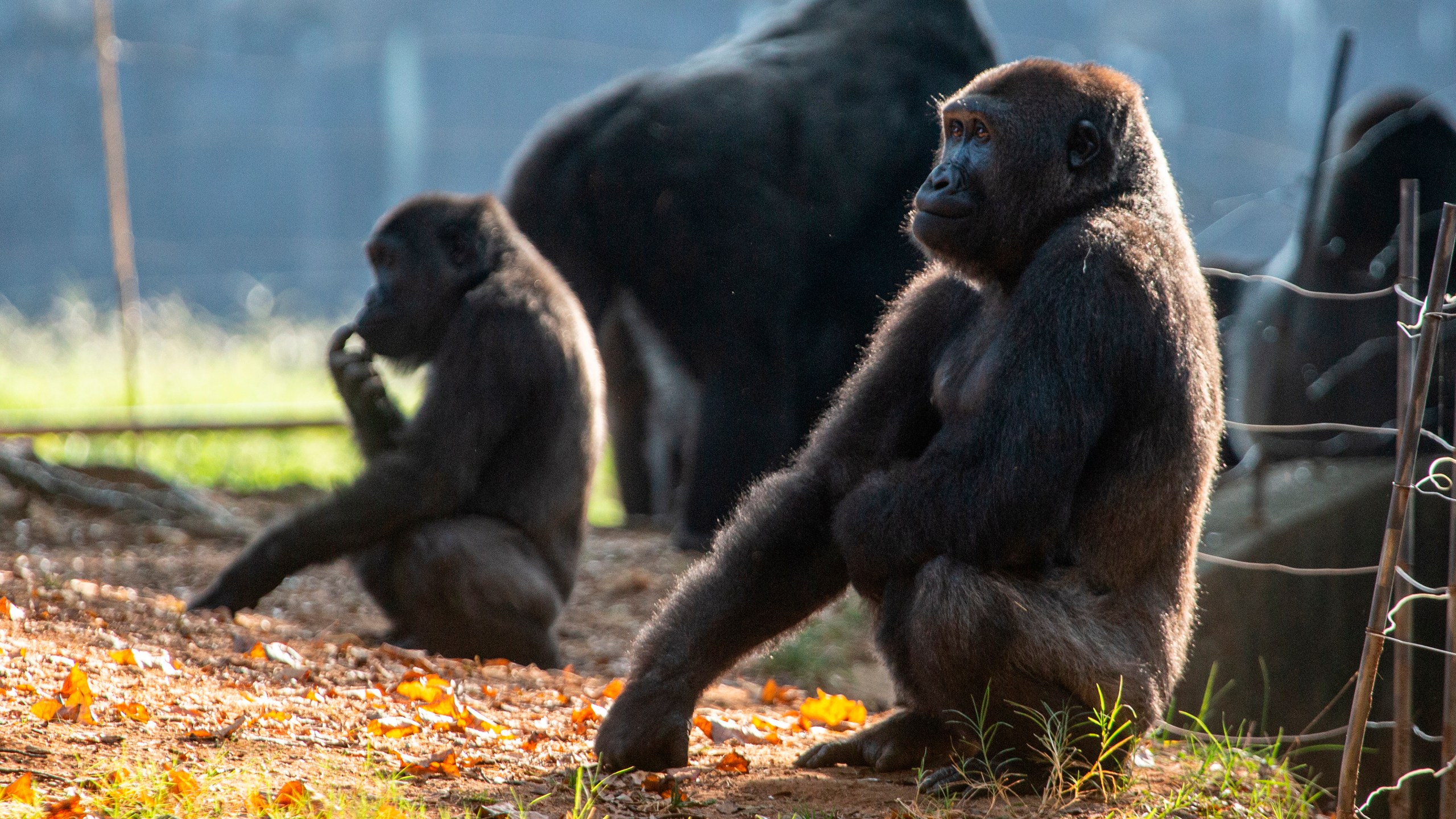 Western lowland gorillas are seen in their habitat at Zoo Atlanta on Sept. 14, 2021, in Atlanta. Nearly all of the zoo's 20 gorillas are showing symptoms of having contracted the coronavirus from a zoo staff worker, according to zoo officials. The confirmed cases of those gorillas tested have come back positive for the COVID-19 Delta variant. (AP Photo/Ron Harris)