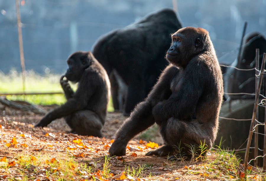 Western lowland gorillas are seen in their habitat at Zoo Atlanta on Sept. 14, 2021, in Atlanta. Nearly all of the zoo's 20 gorillas are showing symptoms of having contracted the coronavirus from a zoo staff worker, according to zoo officials. The confirmed cases of those gorillas tested have come back positive for the COVID-19 Delta variant. (AP Photo/Ron Harris)