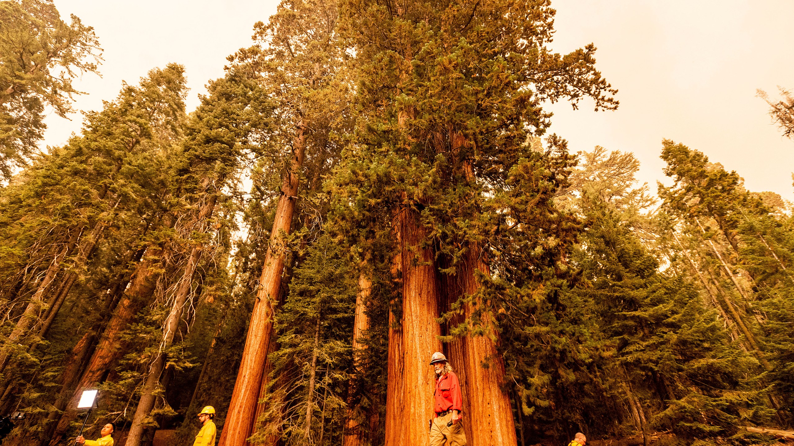 Members of the media walk among sequoia trees in Lost Grove as the KNP Complex Fire burns about 15 miles away on Sept. 17, 2021, in Sequoia National Park. (Noah Berger / Associated Press)