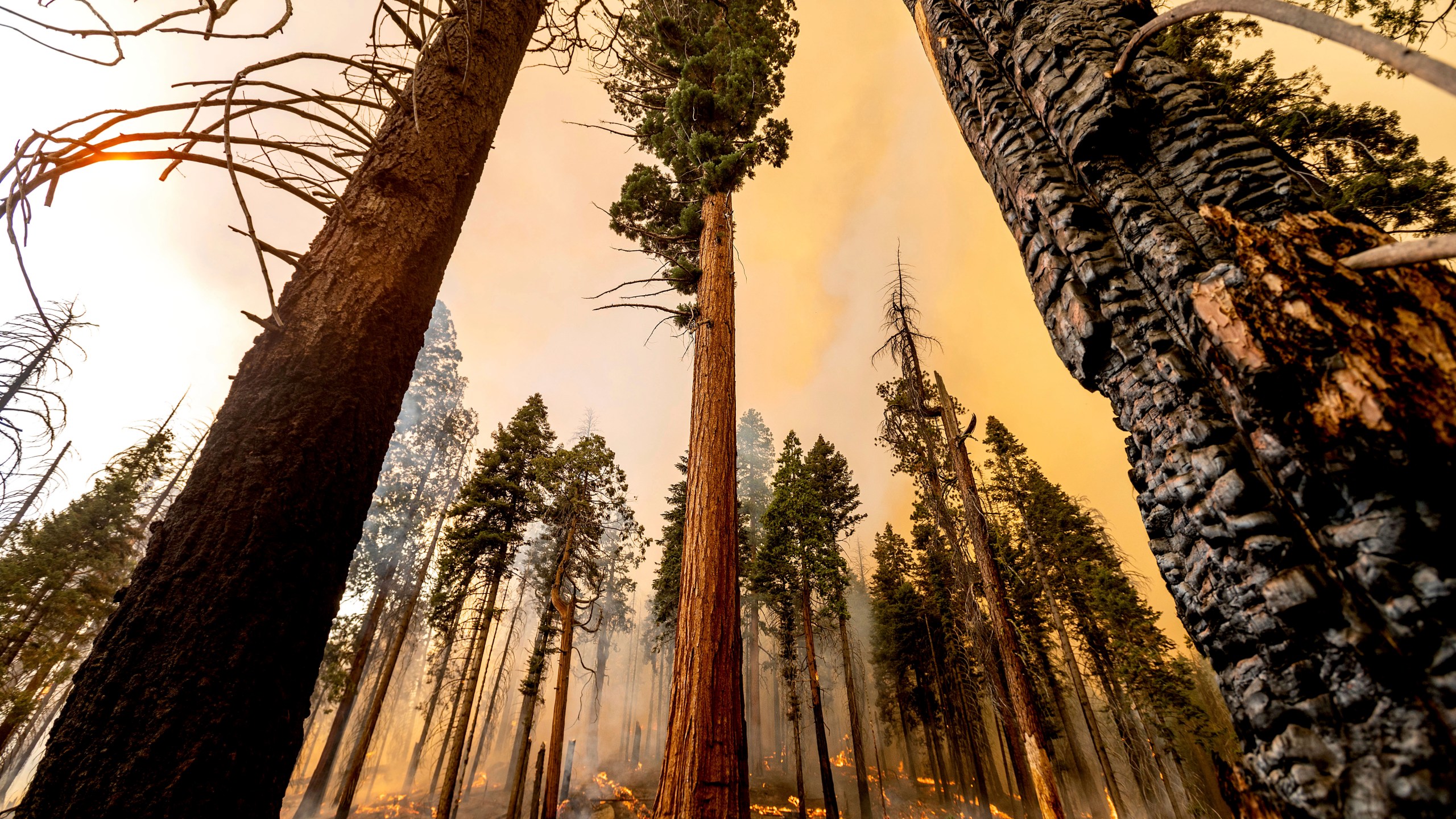 A tree stands in the Trail of 100 Giants grove as flames from the Windy Fire burn in Sequoia National Forest, Calif., on Sunday, Sept. 19, 2021. (AP Photo/Noah Berger)