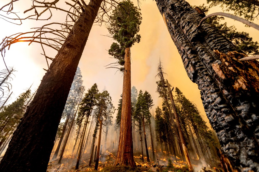 A tree stands in the Trail of 100 Giants grove as flames from the Windy Fire burn in Sequoia National Forest, Calif., on Sunday, Sept. 19, 2021. (AP Photo/Noah Berger)