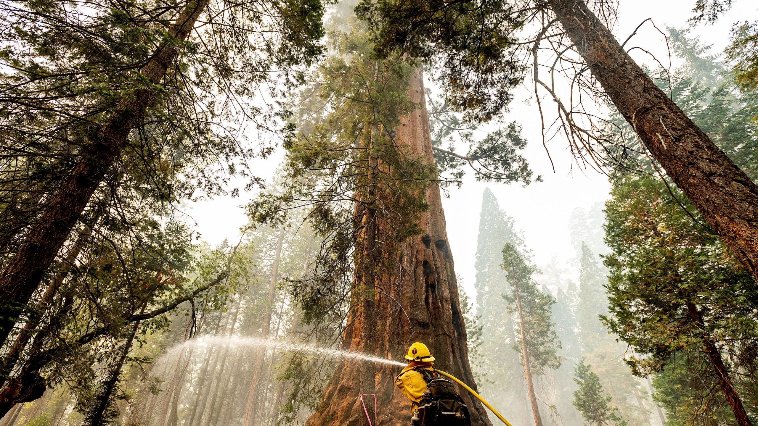 A firefighter hoses down hot spots around a sequoia tree in the Trail of 100 Giants of Sequoia National Forest, Calif., as the Windy Fire burns on Sept. 20, 2021. According to firefighters, the tree sustained fire damage when the fire spotted into its crown. (AP Photo/Noah Berger)