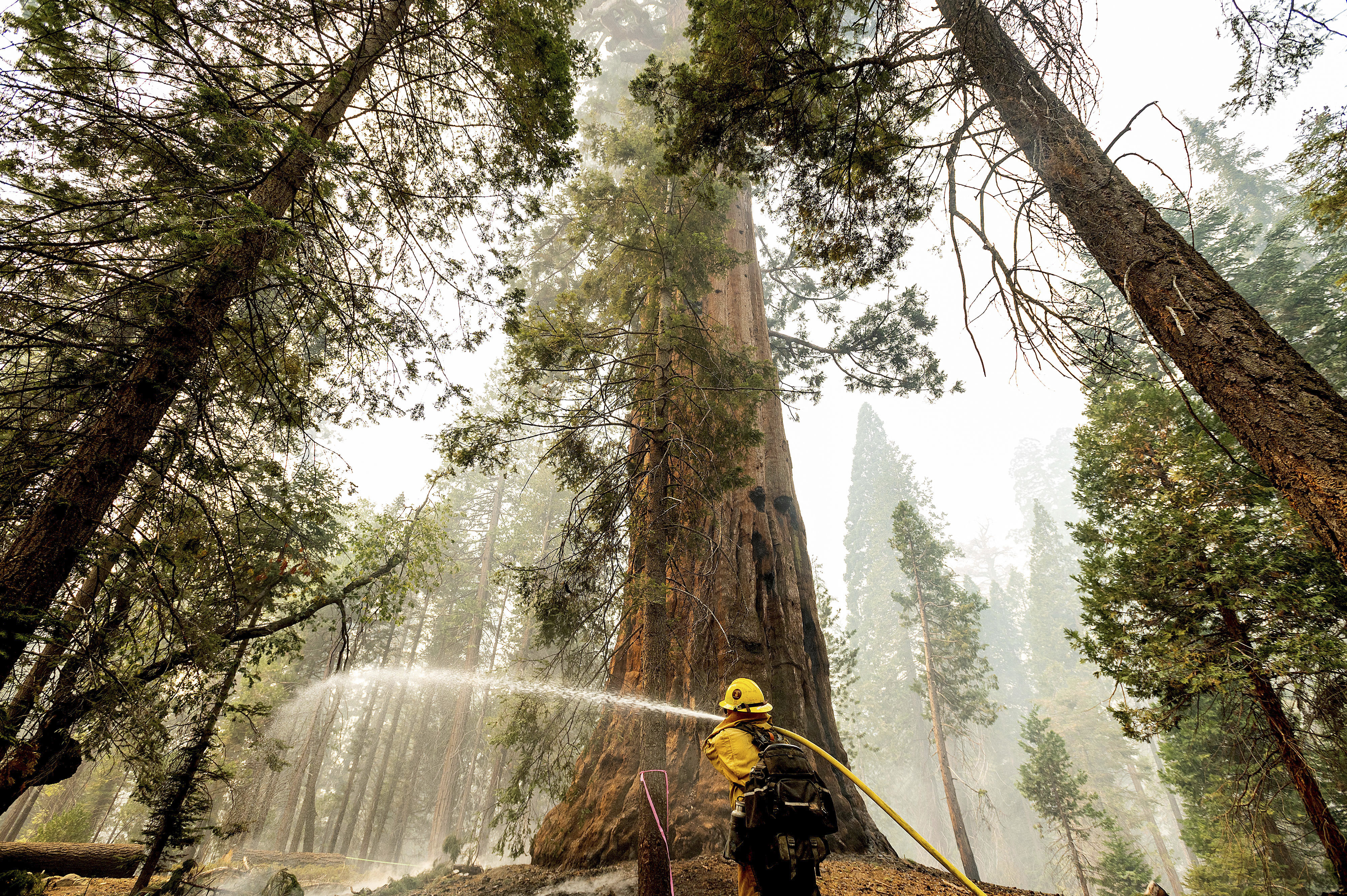 A firefighter hoses down hot spots around a sequoia tree in the Trail of 100 Giants of Sequoia National Forest, Calif., as the Windy Fire burns on Sept. 20, 2021. According to firefighters, the tree sustained fire damage when the fire spotted into its crown. (AP Photo/Noah Berger)