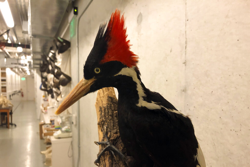 An ivory-billed woodpecker specimen is on a display at the California Academy of Sciences in San Francisco, Friday, Sept. 24, 2021. (AP Photo/Haven Daley)