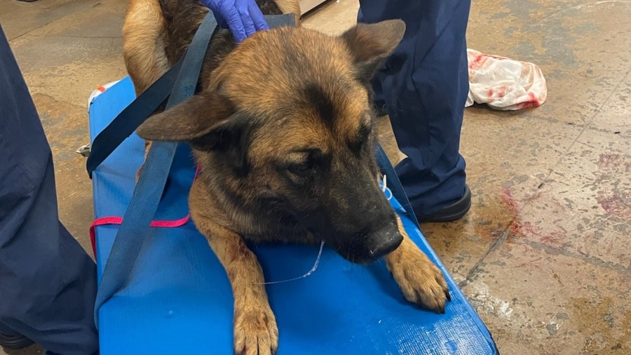 K-9 Cezar is seen in a photo released by the San Diego County Sheriff's Department.