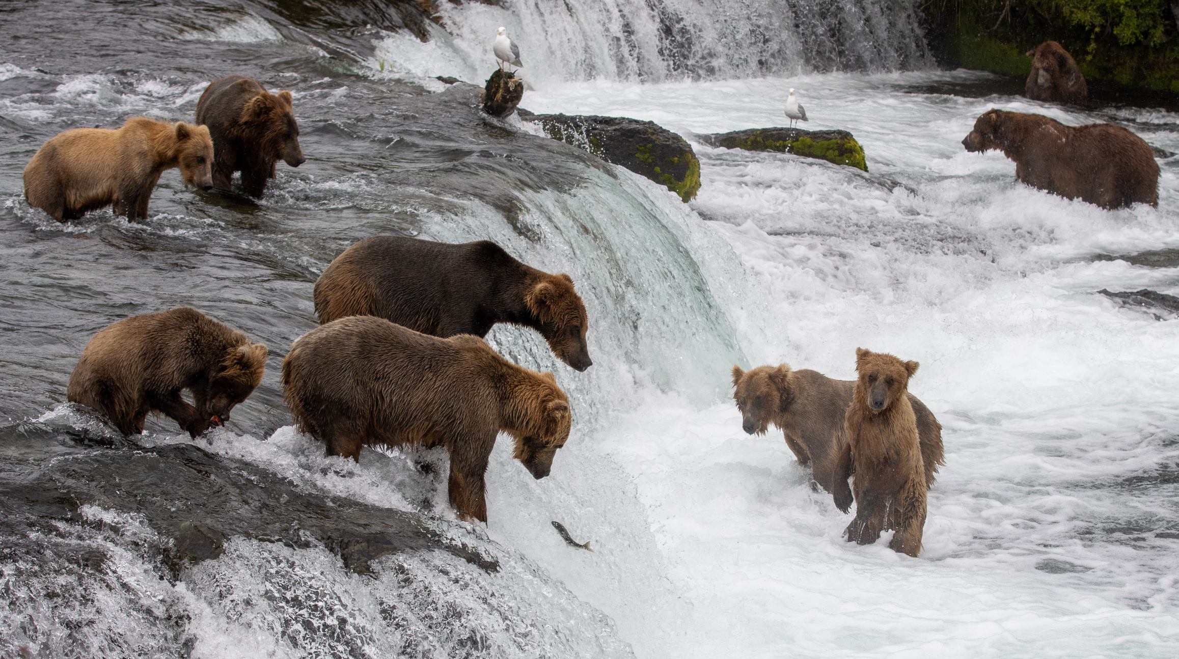 Grizzly bears and brown bears gather at Brooks Falls / Brooks River in Katmai National Park and Preserve, Alaska, to feed on the Sockeye Salmon as they make their way upstream to spawn. (Getty)