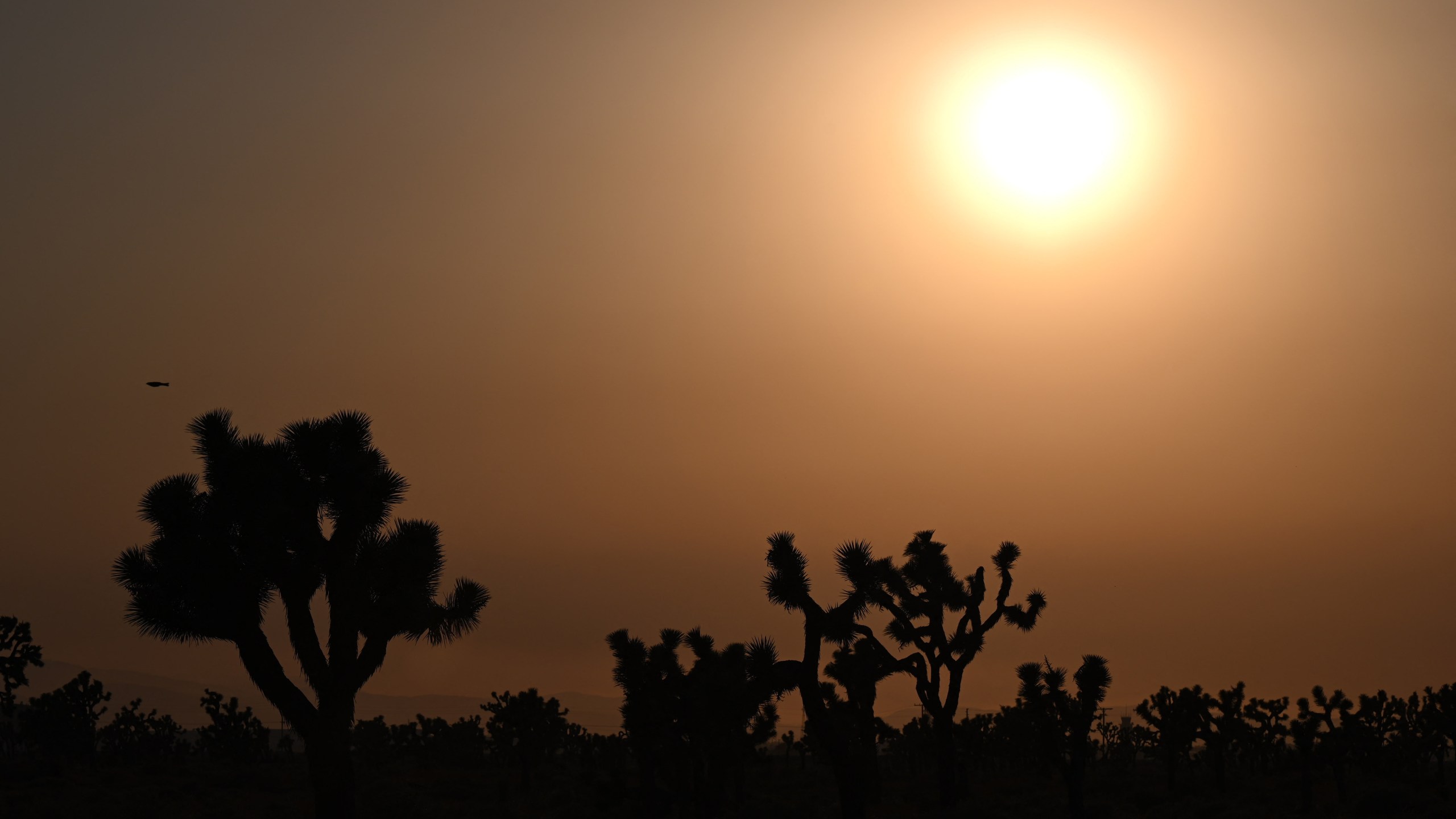 The sun sets behind Joshua Trees in Lancaster, California, where temperatures reached 107 degrees on July 12, 2021. (Robyn Beck / AFP via Getty Images)