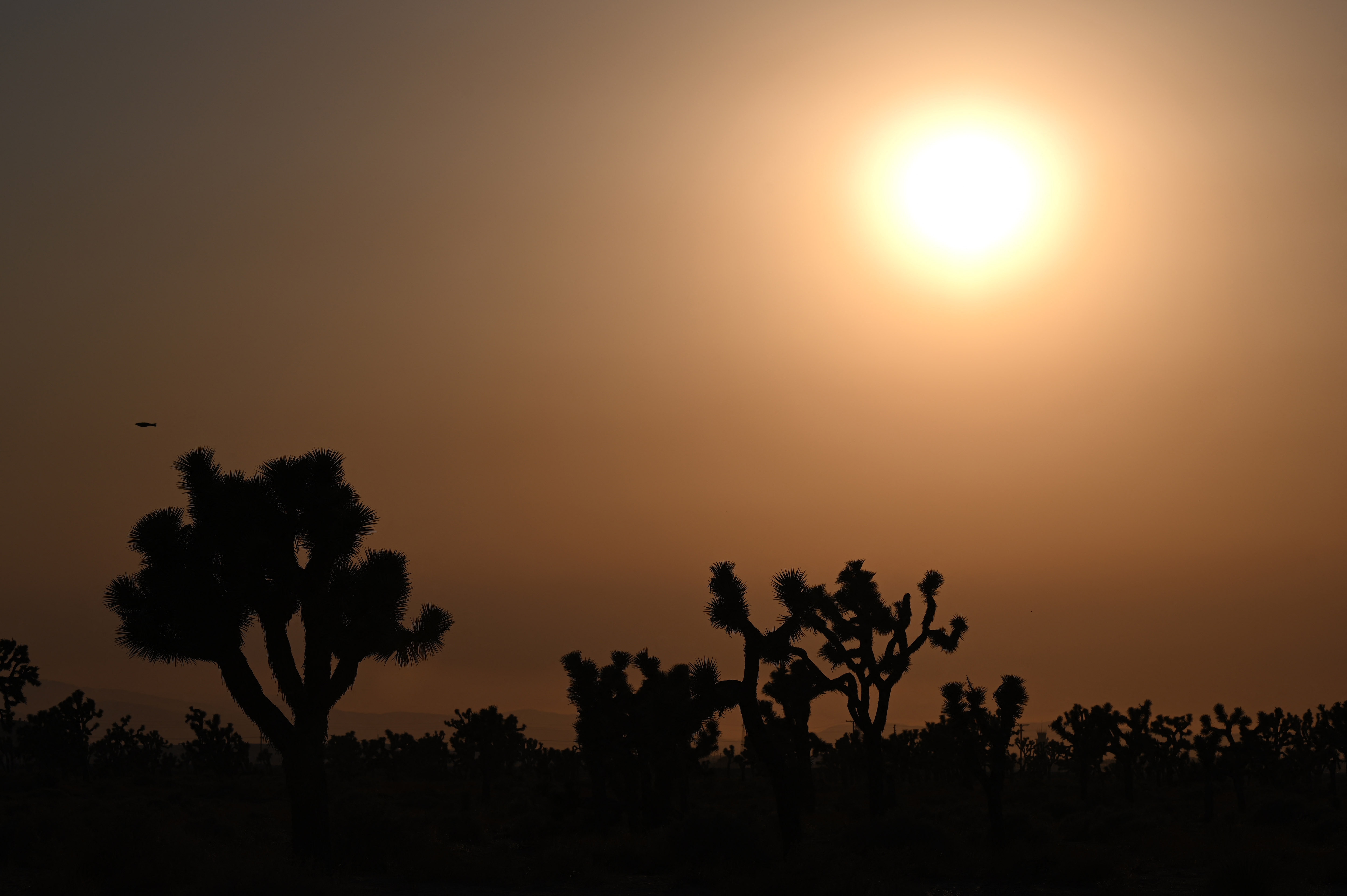 The sun sets behind Joshua Trees in Lancaster, California, where temperatures reached 107 degrees on July 12, 2021. (Robyn Beck / AFP via Getty Images)