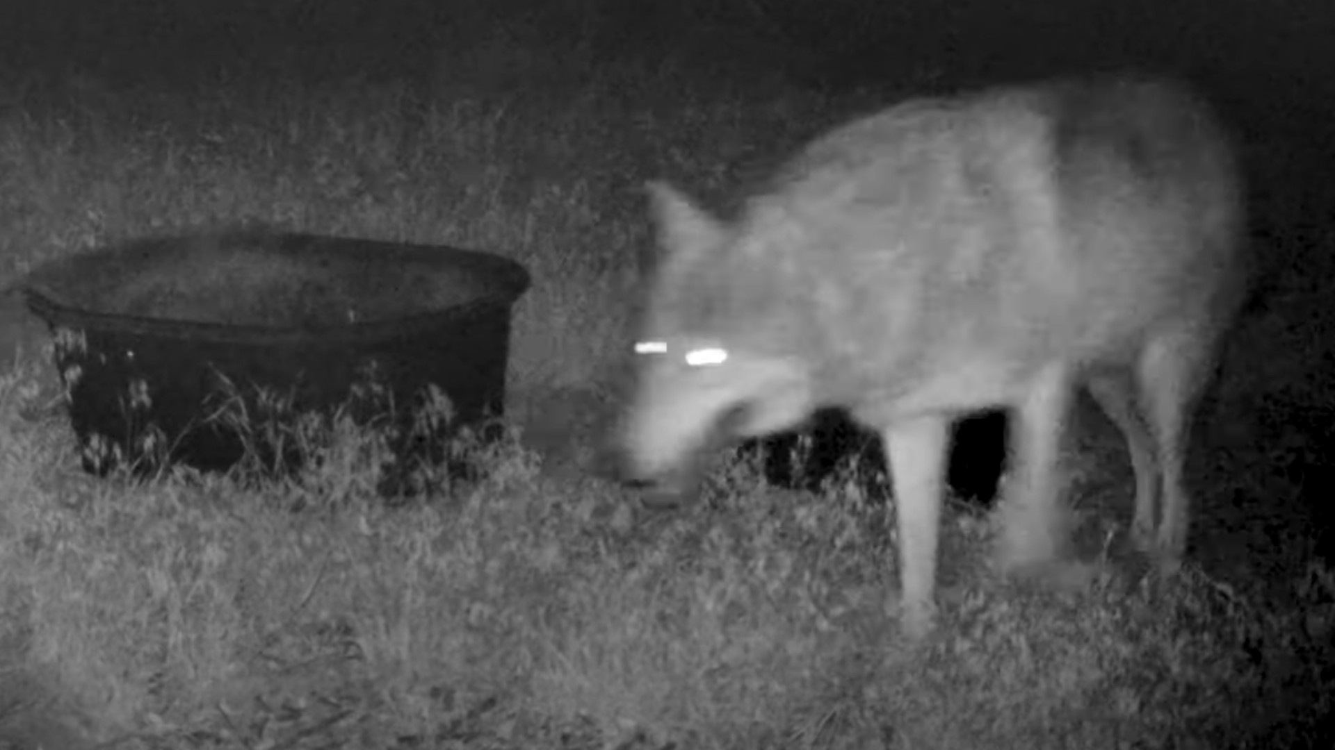 A trail camera captured a GPS-collared gray wolf in southwest Kern County on May 15, 2021. (California Department of Fish and Wildlife)