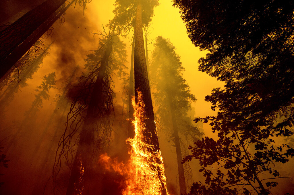 In this Sunday, Sept. 19, 2021 file photo, Flames burn up a tree as part of the Windy Fire in the Trail of 100 Giants grove in Sequoia National Forest, Calif. (AP Photo/Noah Berger, File, File)