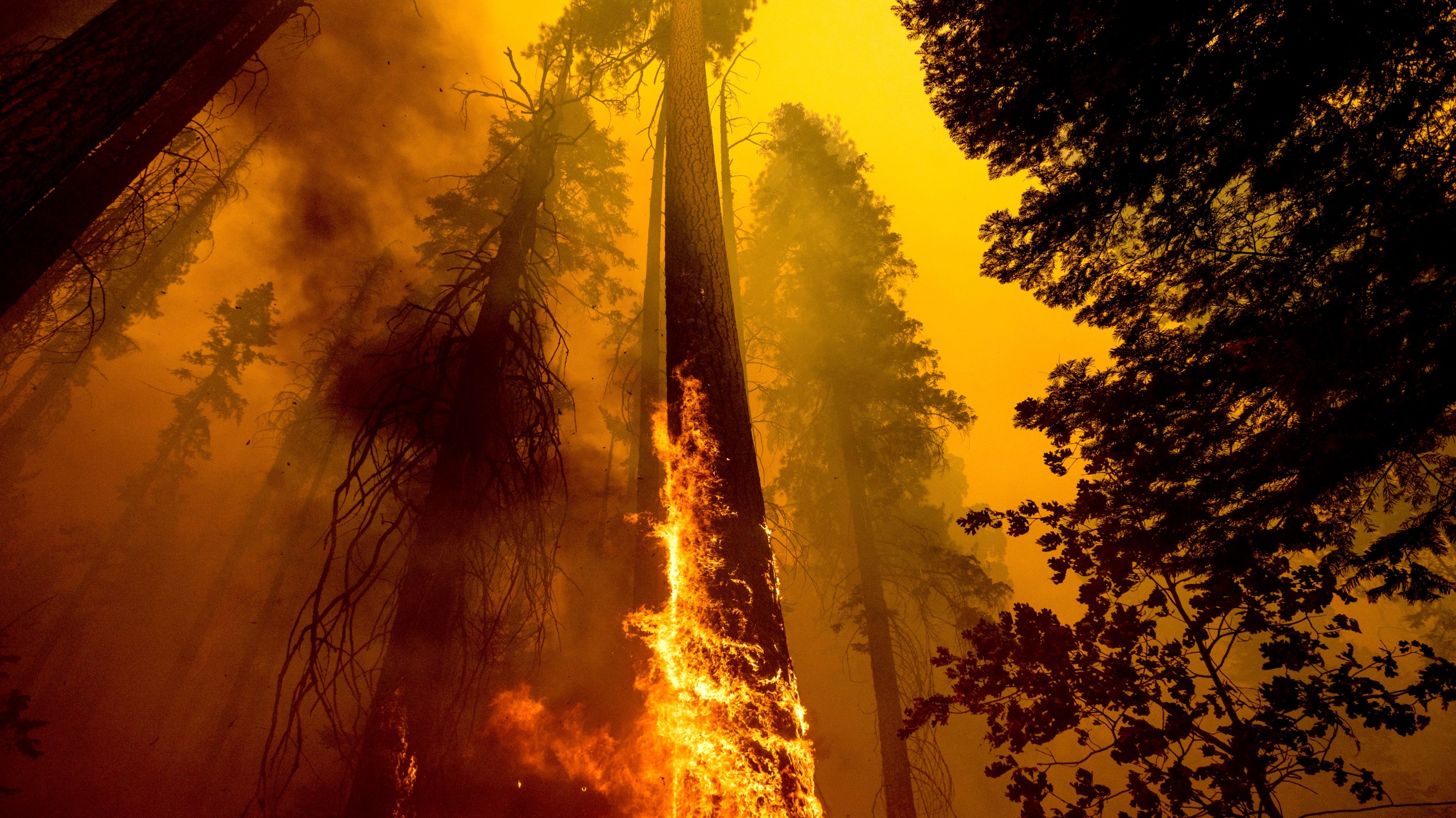 In this Sept. 19, 2021 file photo, flames burn up a tree as part of the Windy Fire in the Trail of 100 Giants grove in Sequoia National Forest, Calif. (AP Photo/Noah Berger, File, File)