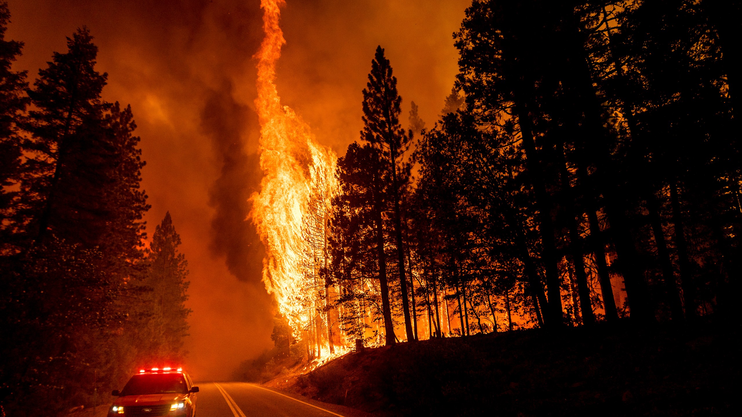 In this Aug. 3, 2021, file photo, flames leap from trees as the Dixie Fire jumps Highway 89 north of Greenville in Plumas County, Calif. Each year thousands of acres of dense timber are thinned near remote communities, all designed to slow the spread of massive wildfires. While most scientific studies find such forest management is a valuable tool, environmental advocates say data from recent gigantic wildfires support their long-running assertion that efforts to slow wildfires have instead accelerated their spread. (AP Photo/Noah Berger, File)