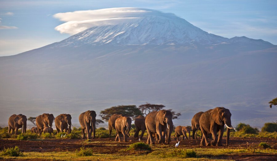 In this Monday, Dec. 17, 2012 file photo, a herd of adult and baby elephants walks in the dawn light as the highest mountain in Africa, Mount Kilimanjaro in Tanzania, sits topped with snow in the background, seen from Amboseli National Park in southern Kenya. (AP Photo/Ben Curtis, File)