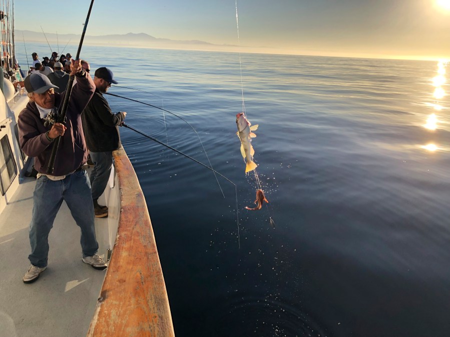 This photo provided by the California Department of Fish and Wildlife shows California state officials fishing to get samples they can test to determine if it is safe to resume fishing off the coast of California, Thursday, Oct. 28, 2021. Since an oil spill washed blobs of crude onto Southern California's coast, surfers have been allowed to return to the waves and people play in the surf. But fishermen still can't drop a line in the same waters.(California Department of Fish and Wildlife via AP)