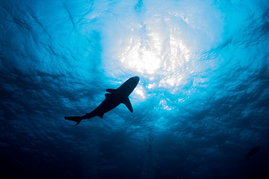 A shark is seen in this undated file photo. (Getty Images)